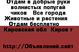 Отдам в добрые руки волнистых попугай.чиков - Все города Животные и растения » Отдам бесплатно   . Кировская обл.,Киров г.